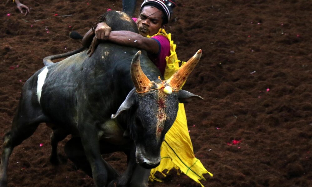  SC affirms TN law allowing ‘jallikattu’