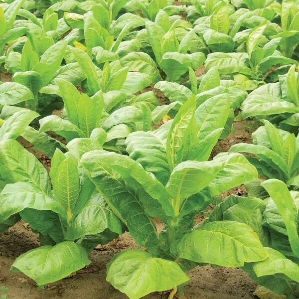  CSIR-CIMAP study lowers nicotine content in Tobacco plant