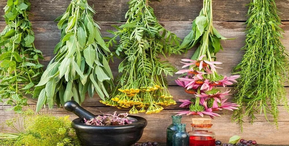  400 medicinal plants have anti-diabetic properties: Researchers