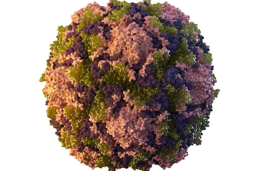  Wild poliovirus detected in environmental samples in Pak