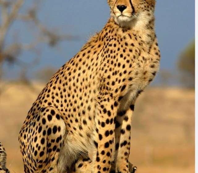  Cheetah casualties natural, says Union Ministry; wildlife experts opine radio collar problems not new