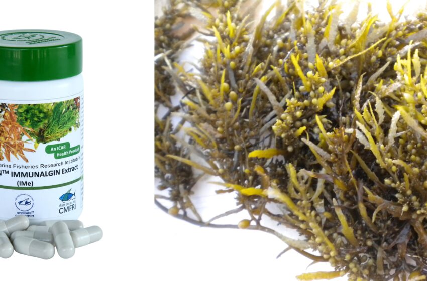  CMFRI develops antiviral product from seaweeds against delta variant of Covid