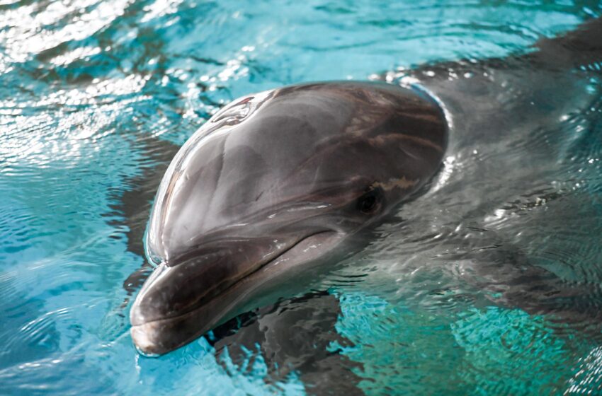  Dolphin sanctuary to come up in UP soon