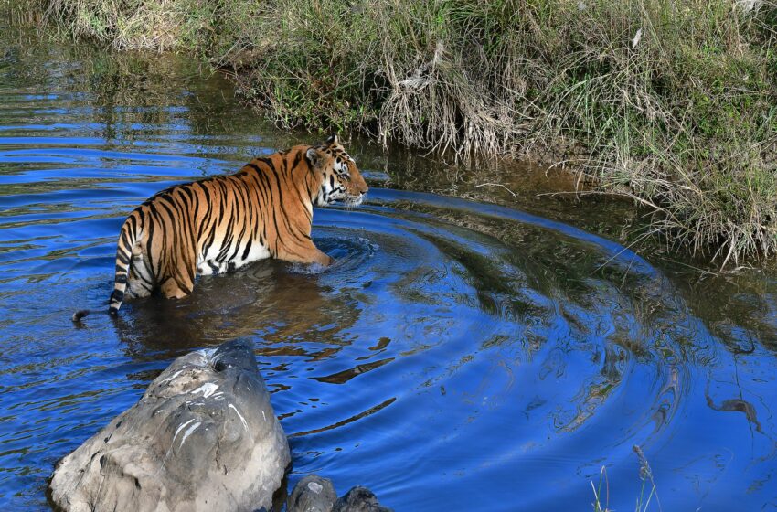  With over 3,100 tigers in India, success of project tiger speaks for itself: Minister