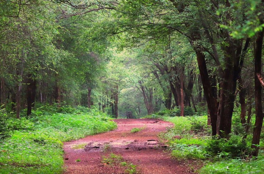  MP govt removes chief wildlife warden Javir Singh Chouhan; Aseem Srivastava appointed new chief