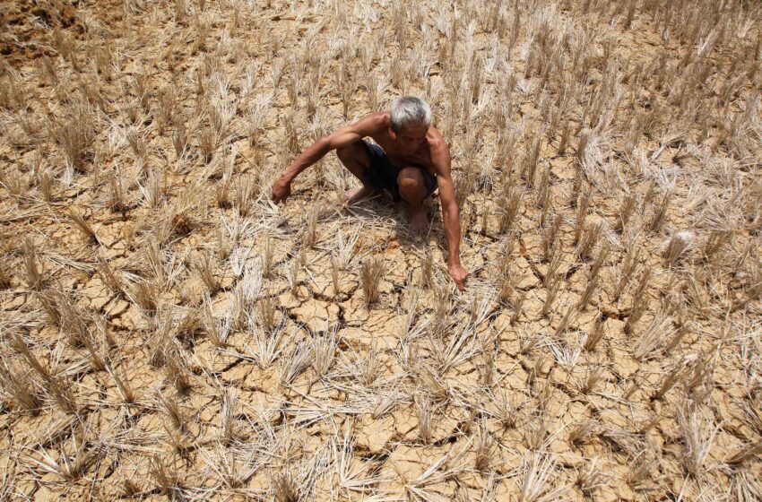  WMO declares onset of El Nino, warns surge in global temperatures