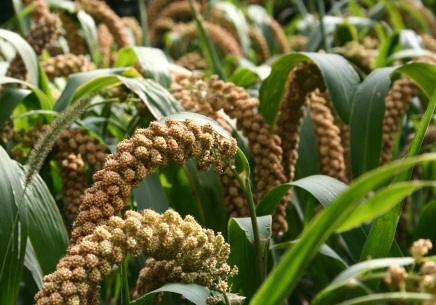  Wheat’s alternative jowar more resilient to climate change, requires less water