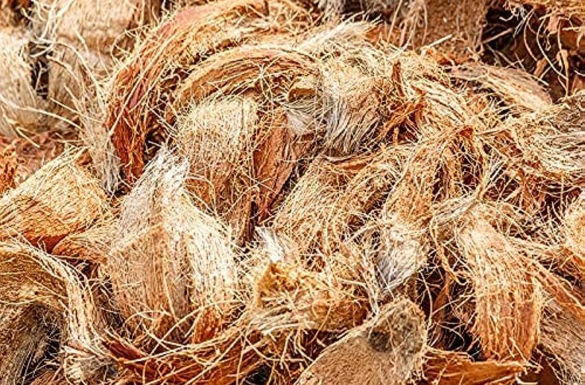  Central universities research says coconut coir has anti-cancerous qualities