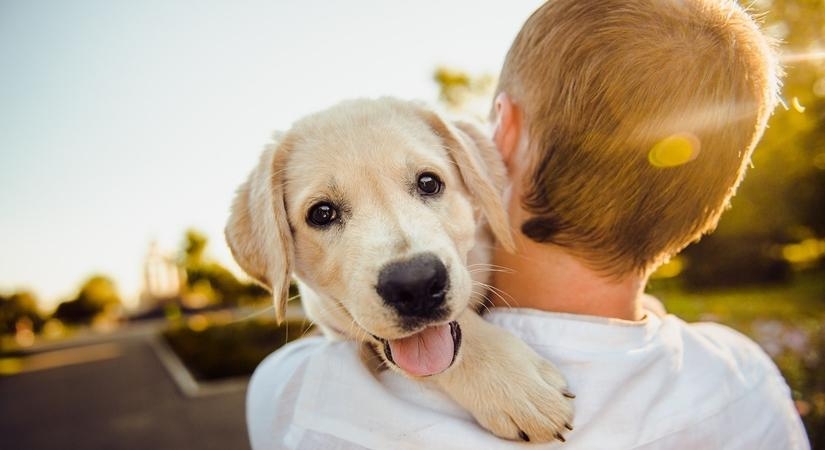  Dogs can sniff Covid-19 infections faster, more accurately