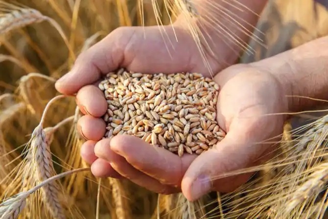  World wheat prices rise in July: FAO