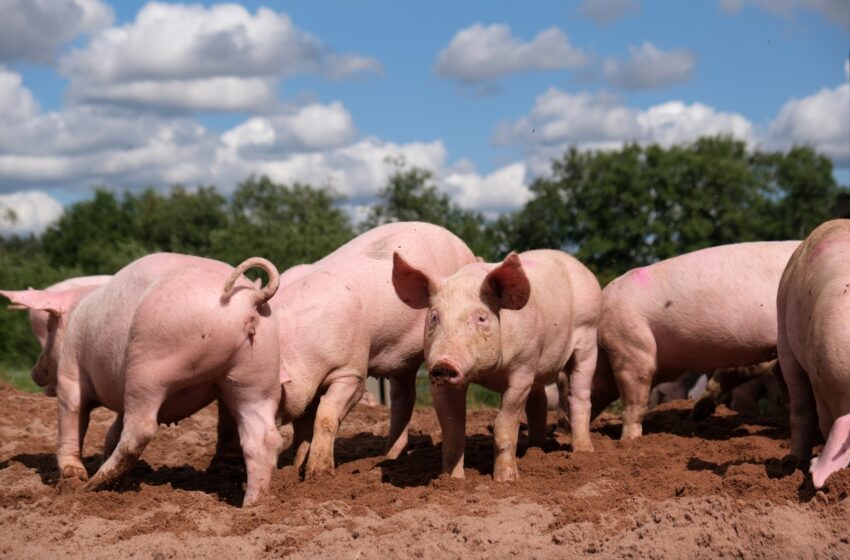  Sweden restricts vast area after African swine fever discovered