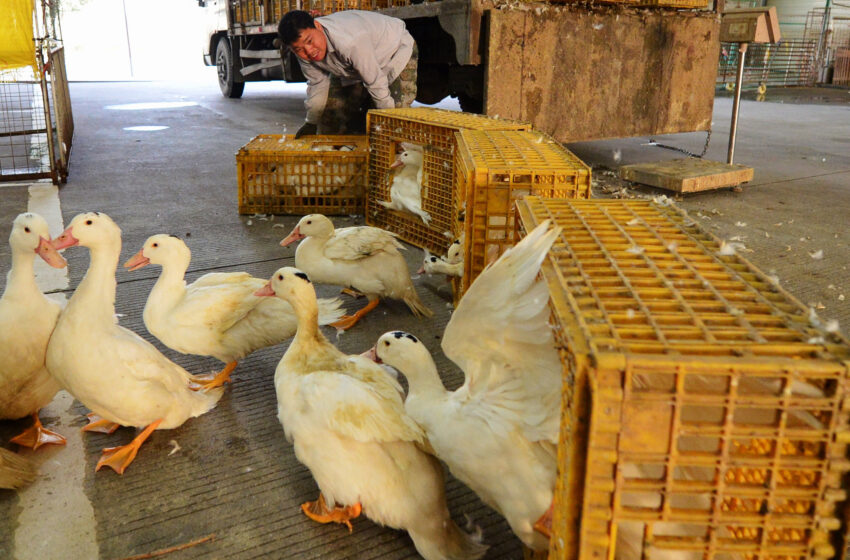  New mutational changes in bird flu virus may signal next pandemic: Study