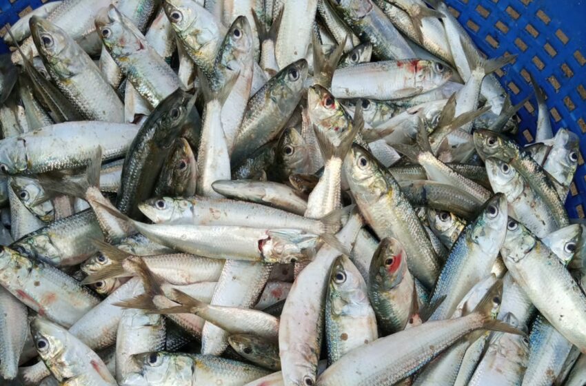  CMFRI scientists unearth genome secrets of ‘Indian oil sardine’ fish