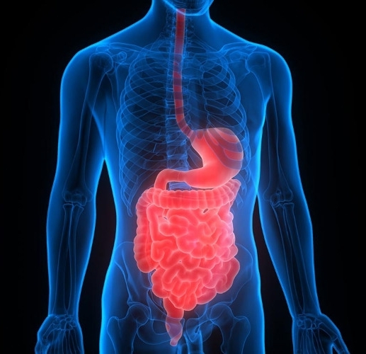  Scientists identify cause of inflammatory bowel disease