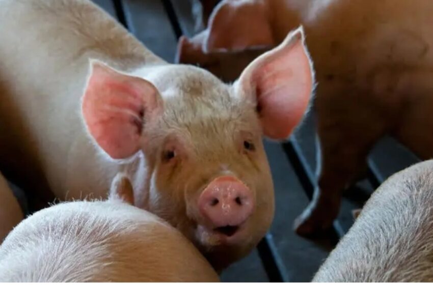  New strains of influenza A virus found in pigs raise pandemic risk