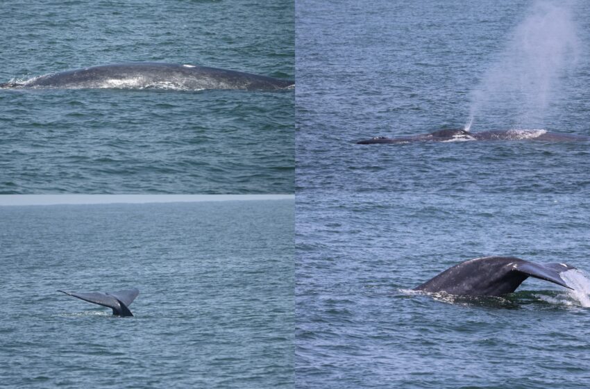  CMFRI embarks on 100-day coastal survey on marine mammals