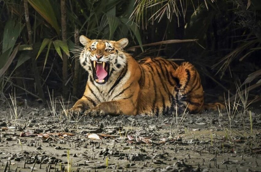  Now victims of tiger attacks in ‘core areas’ of Sunderbans will be eligible for compensation